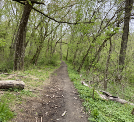 dirt path with green-leaf trees on both sides